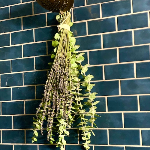 Shower Eucalyptus Lavender Bundle Plants Indoor Plants Etsy