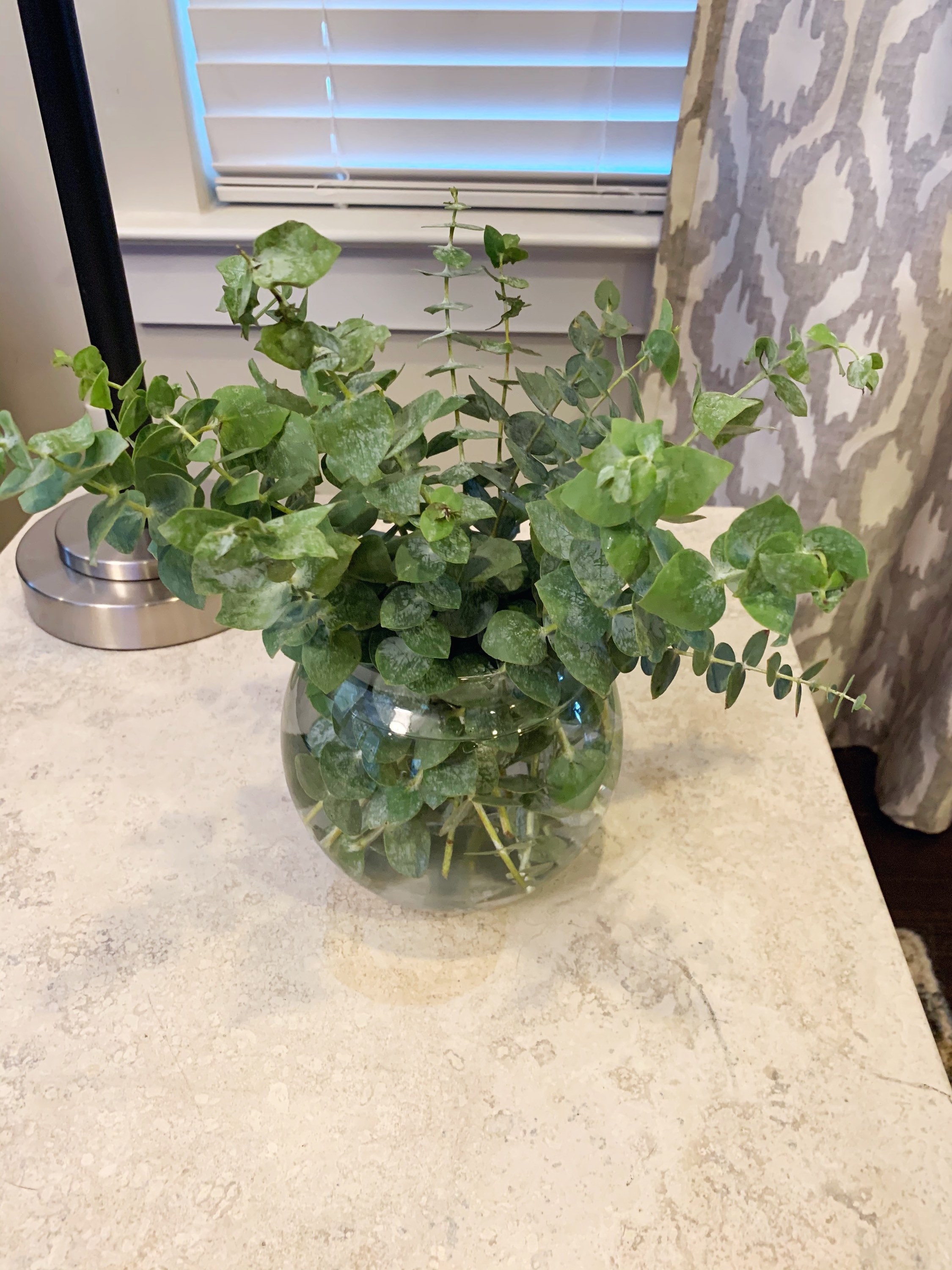 Fresh Eucalyptus Bouquet Petite 10 Stem Fresh Eucalyptus Etsy