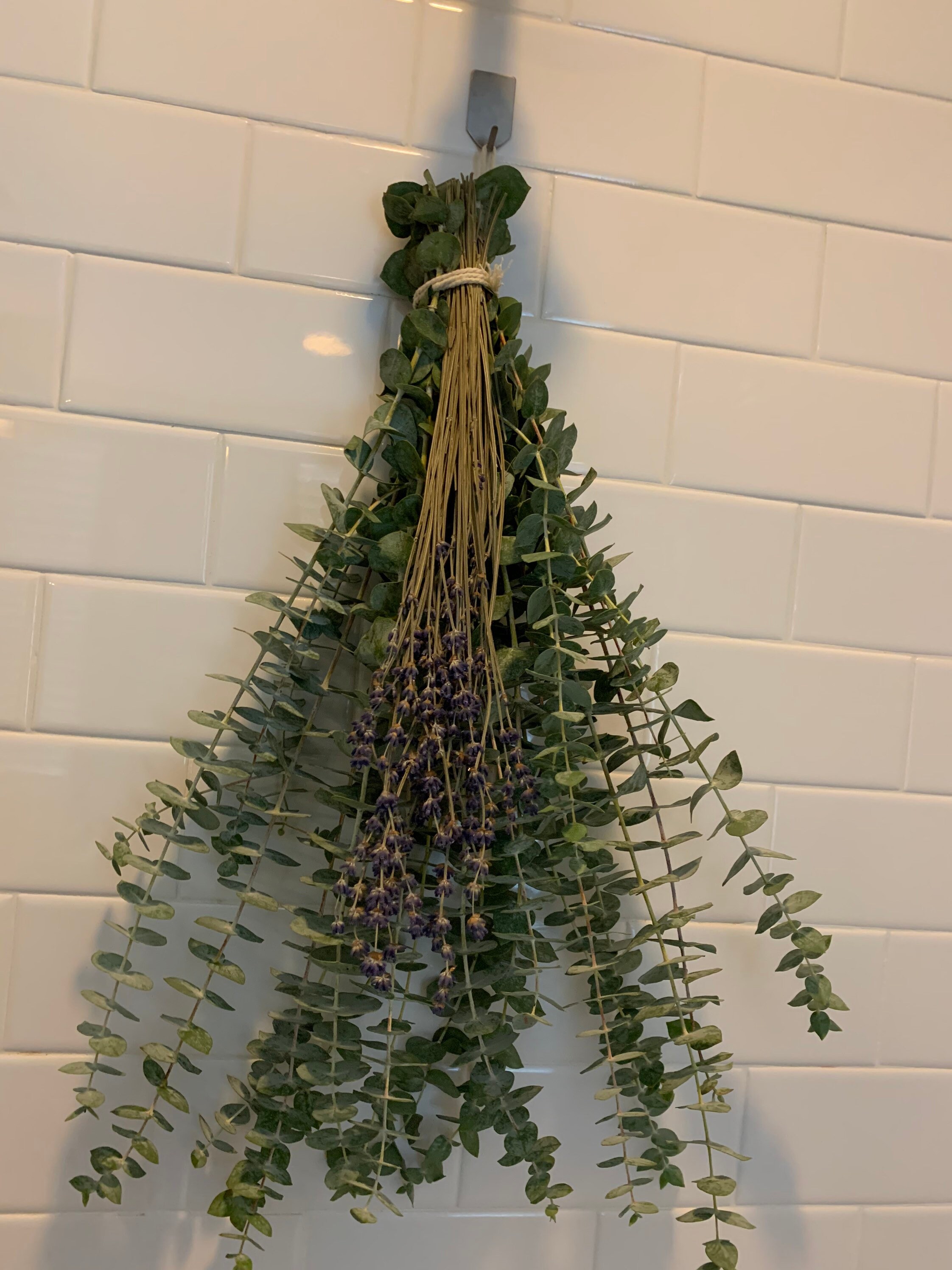 Fresh Shower Eucalyptus Lavender Bundle Shower House Plants Etsy