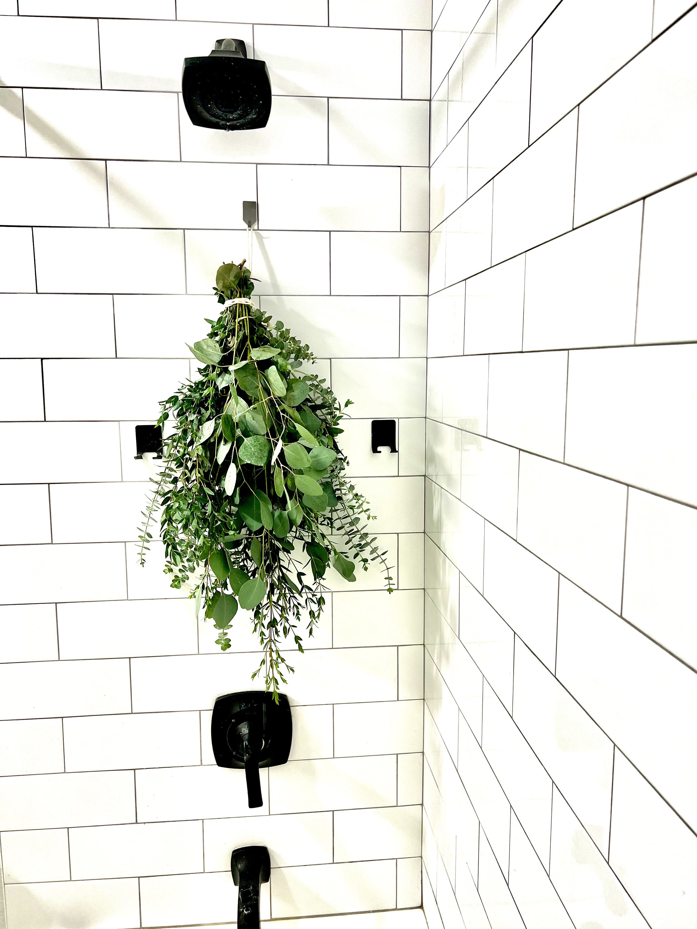 lavender plug plants Lavender Plug Plant