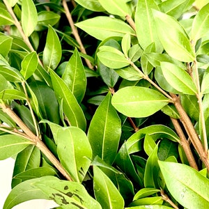 Pu&ograve; includere: Un mazzo di foglie verdi con steli marroni. Le foglie sono disposte in un grappolo, con alcune sovrapposte. Le foglie sono lisce e lucide, e gli steli sono sottili e legnosi.