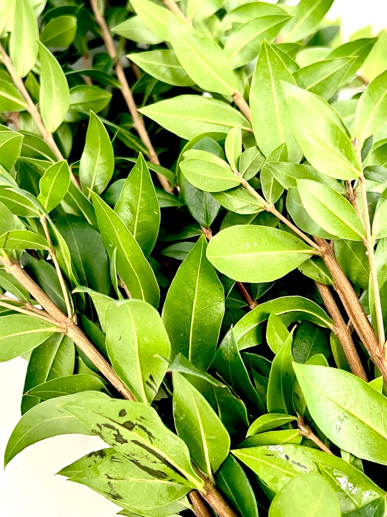 Pu&ograve; includere: Un mazzo di foglie verdi con steli marroni. Le foglie sono disposte in un grappolo, con alcune sovrapposte. Le foglie sono lisce e lucide, e gli steli sono sottili e legnosi.