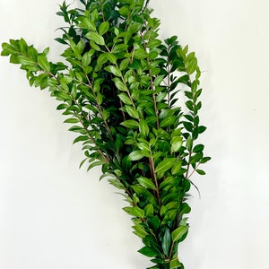 Pu&ograve; includere: Un mazzo di rametti di bosso verde legati insieme con uno spago. Il bosso &egrave; una vegetazione popolare utilizzata negli arrangiamenti floreali e nelle ghirlande.