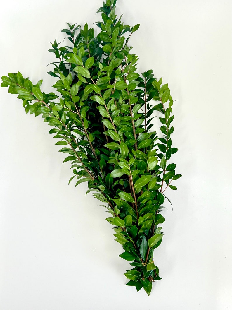 Pu&ograve; includere: Un mazzo di rametti di bosso verde legati insieme con uno spago. Il bosso &egrave; una vegetazione popolare utilizzata negli arrangiamenti floreali e nelle ghirlande.