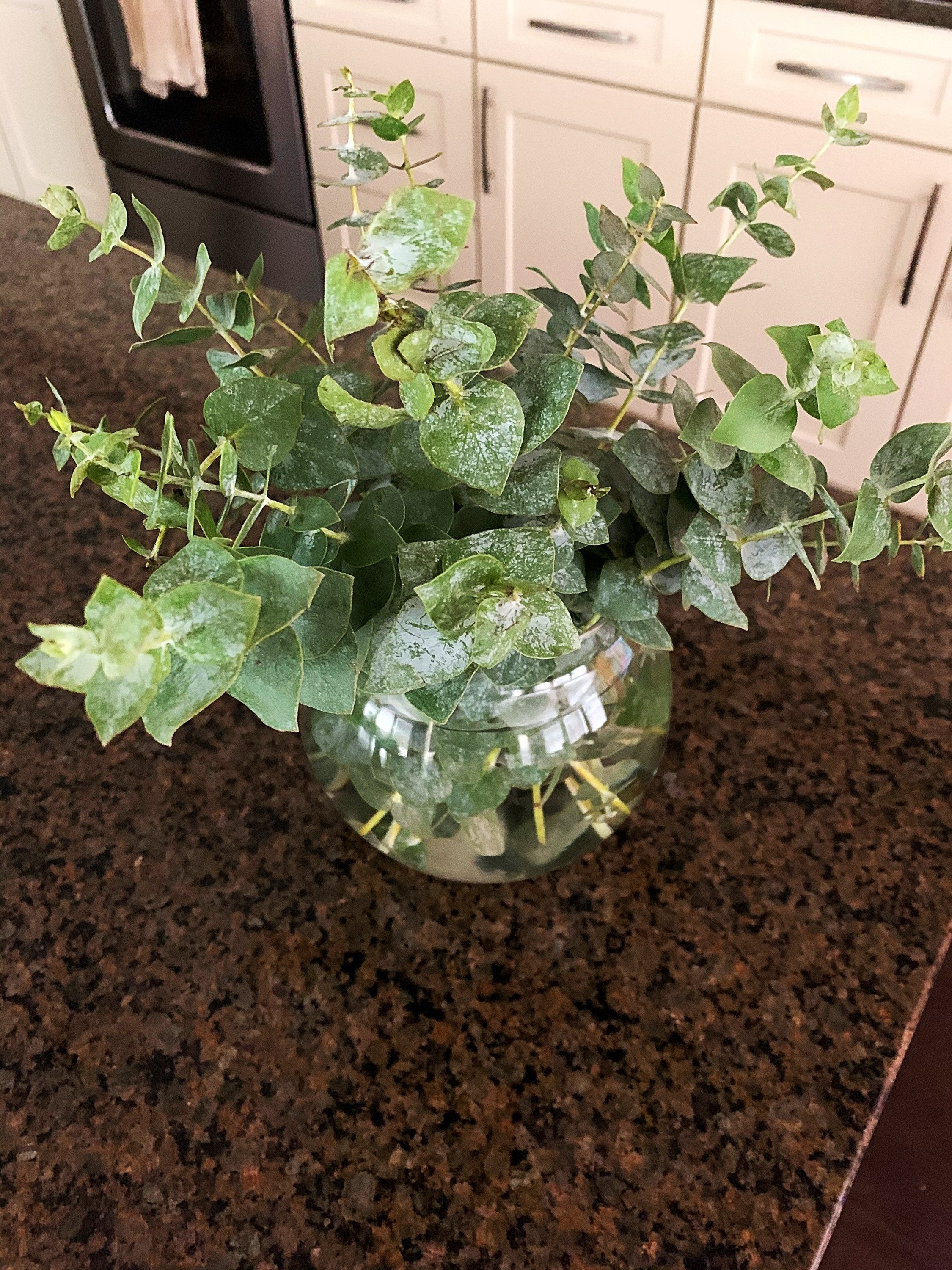 Fresh Eucalyptus Bouquet Petite 10 Stem Fresh Eucalyptus Etsy