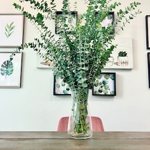 Fresh Eucalyptus Bundle: USA Grown, Home Decor, Shower Steam
