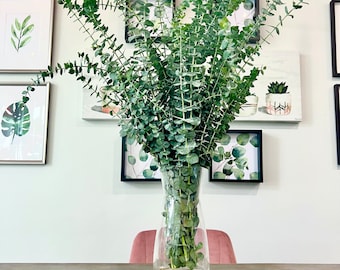 Fresh Eucalyptus Bundle: USA Grown, Home Decor, Shower Steam