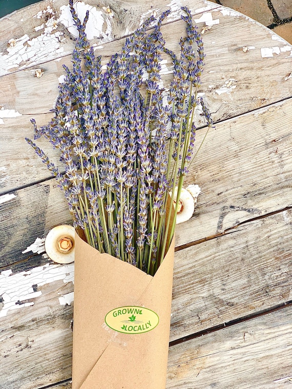 Dried Lavender Stems Dried Flowers Lavender Bunch English Lavender