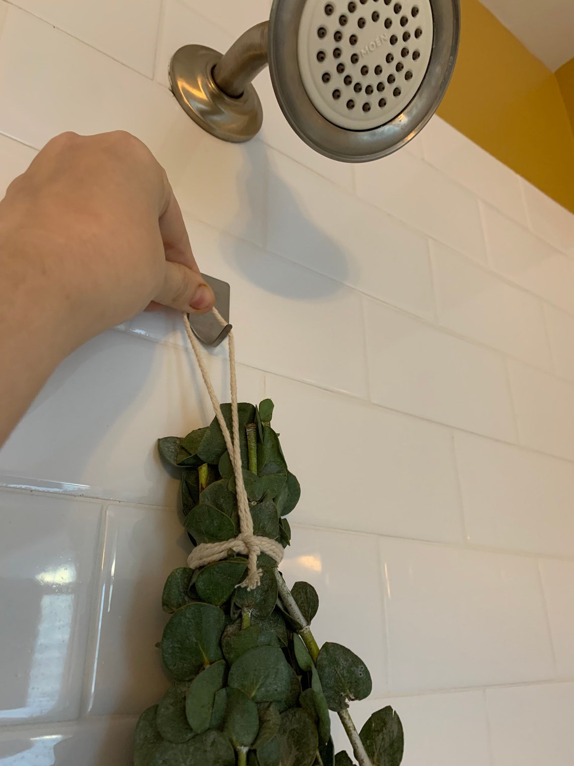 Large Eucalyptus Shower Bundle Live Plant Fresh Eucalyptus Etsy Hong Kong