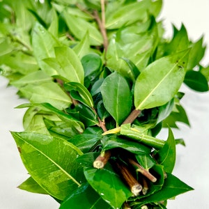 Pu&ograve; includere: Un mazzo di foglie verdi legate insieme con un elastico. Le foglie sono lunghe e strette con una punta appuntita. I gambi sono marroni e legnosi.