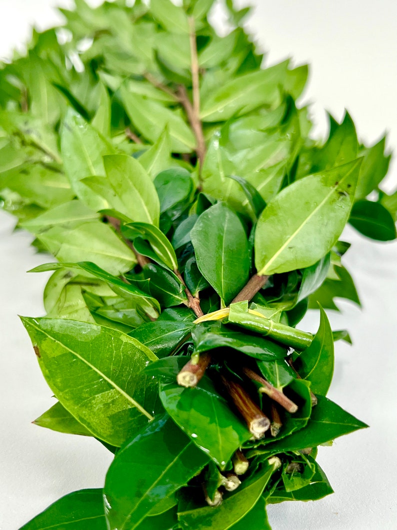 Pu&ograve; includere: Un mazzo di foglie verdi legate insieme con un elastico. Le foglie sono lunghe e strette con una punta appuntita. I gambi sono marroni e legnosi.