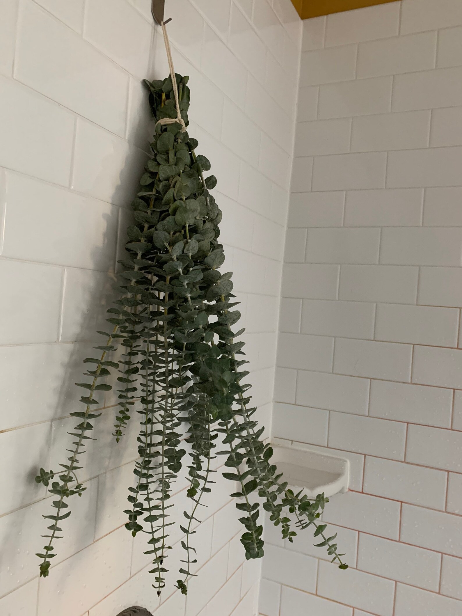 Shower Eucalyptus Bunch Aromatherapy Congestion Sinus Etsy