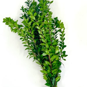 Pu&ograve; includere: Un mazzo di rametti di bosso verde legati insieme con uno spago. Il bosso &egrave; una vegetazione popolare utilizzata negli arrangiamenti floreali e nelle ghirlande.