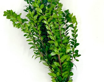 Fresh Myrtle Bunch, Aromatic Shower & Vase Filler (8-10 Stems) USA Grown and Ethically Sourced Common Myrtle Branches. Plants for Indoors.