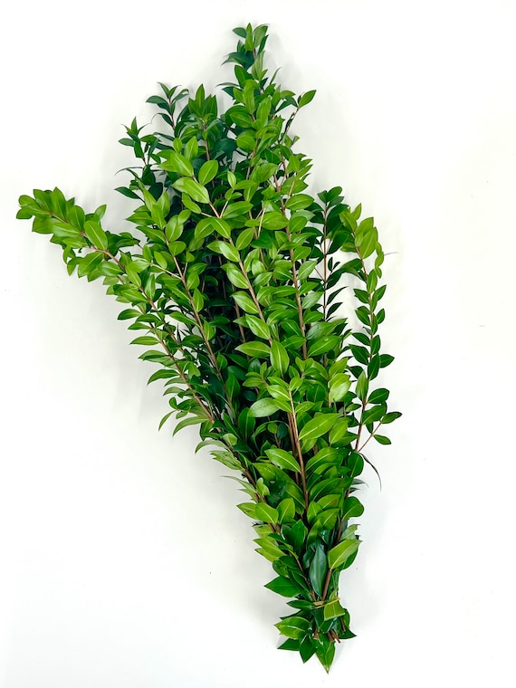 Fresh Myrtle Bunch, Aromatic Shower & Vase Filler (8-10 Stems) USA Grown and Ethically Sourced Common Myrtle Branches. Plants for Indoors.