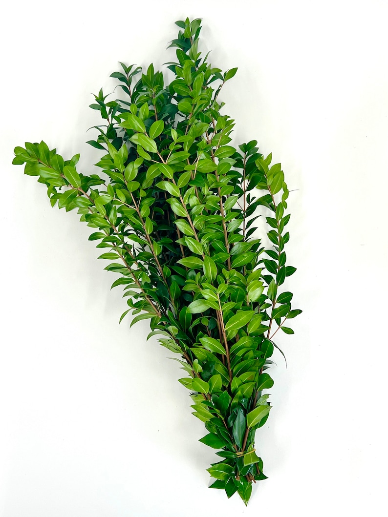 Pu&ograve; includere: Un mazzo di rametti di bosso verde legati insieme con uno spago. Il bosso &egrave; una vegetazione popolare utilizzata negli arrangiamenti floreali e nelle ghirlande.