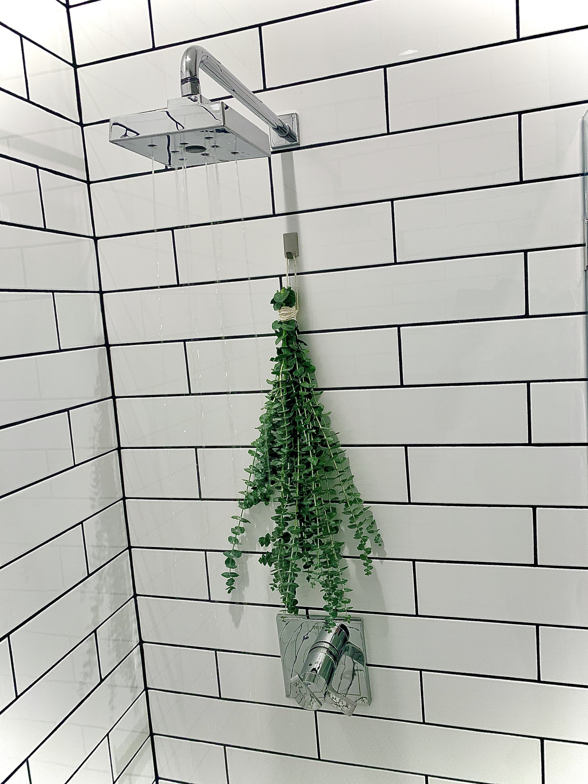 Fresh Eucalyptus Shower Bundle Indoor Shower Plants Fresh Etsy