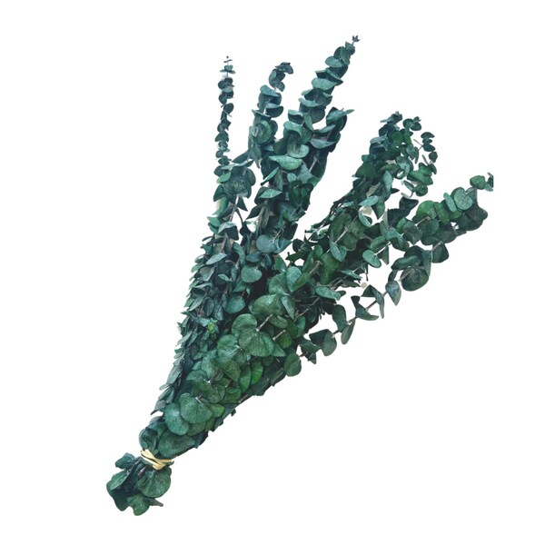 Eucalyptus Dried for Shower Etsy