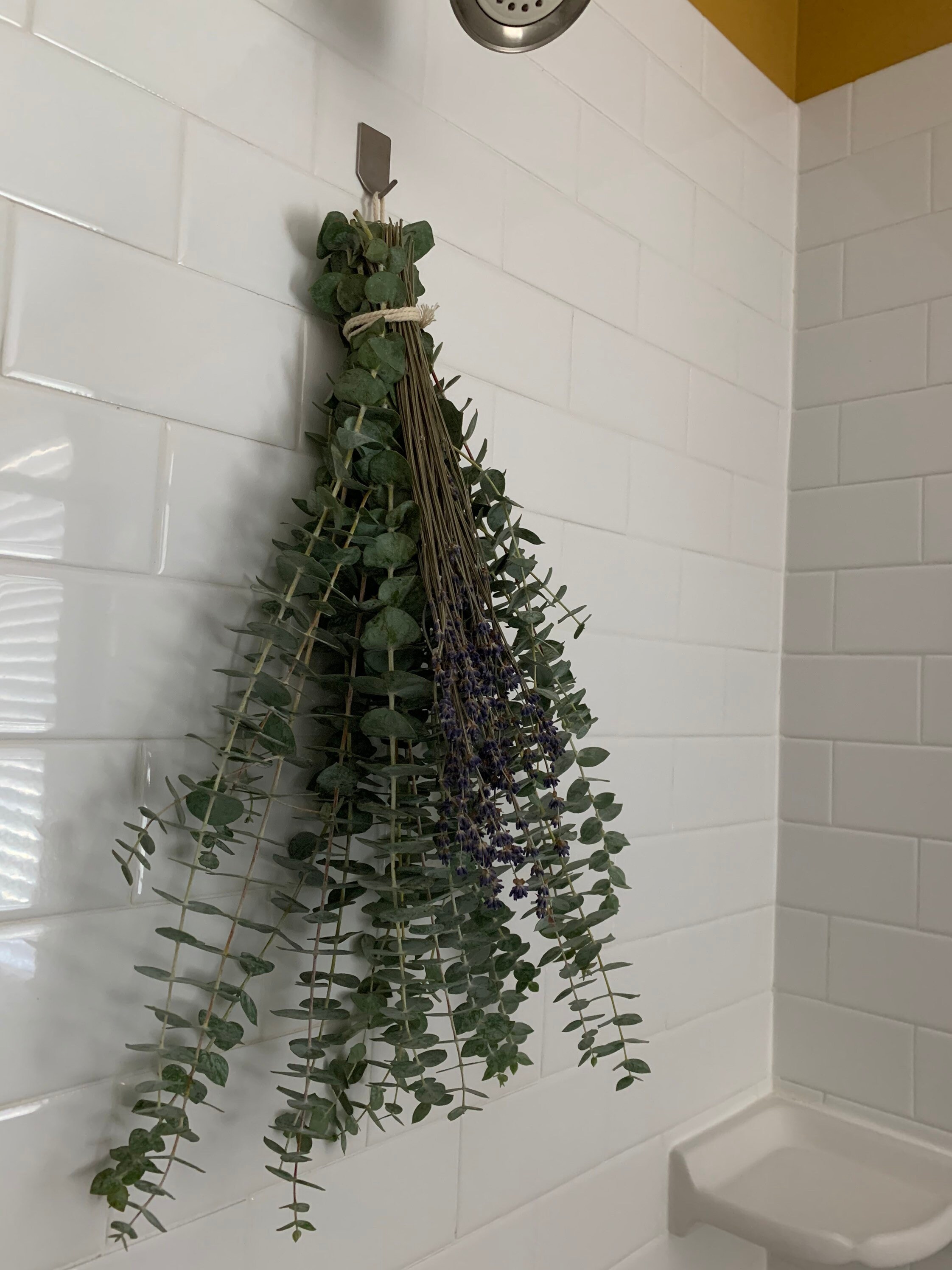 Fresh Shower Eucalyptus Lavender Bundle Shower House Plants Etsy