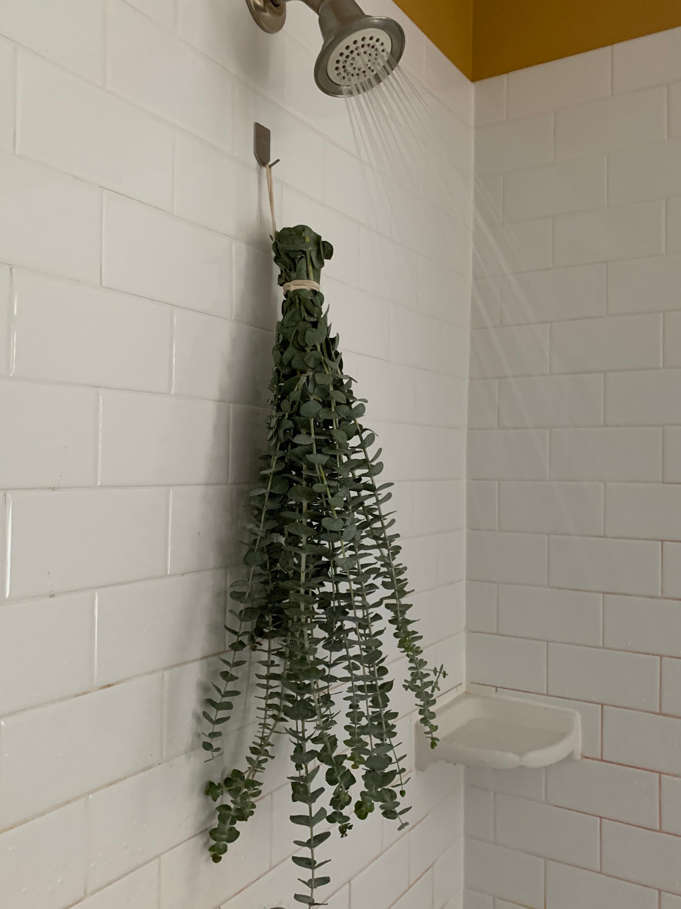 Fresh Eucalyptus Shower Plant Indoor Plant for Shower Etsy