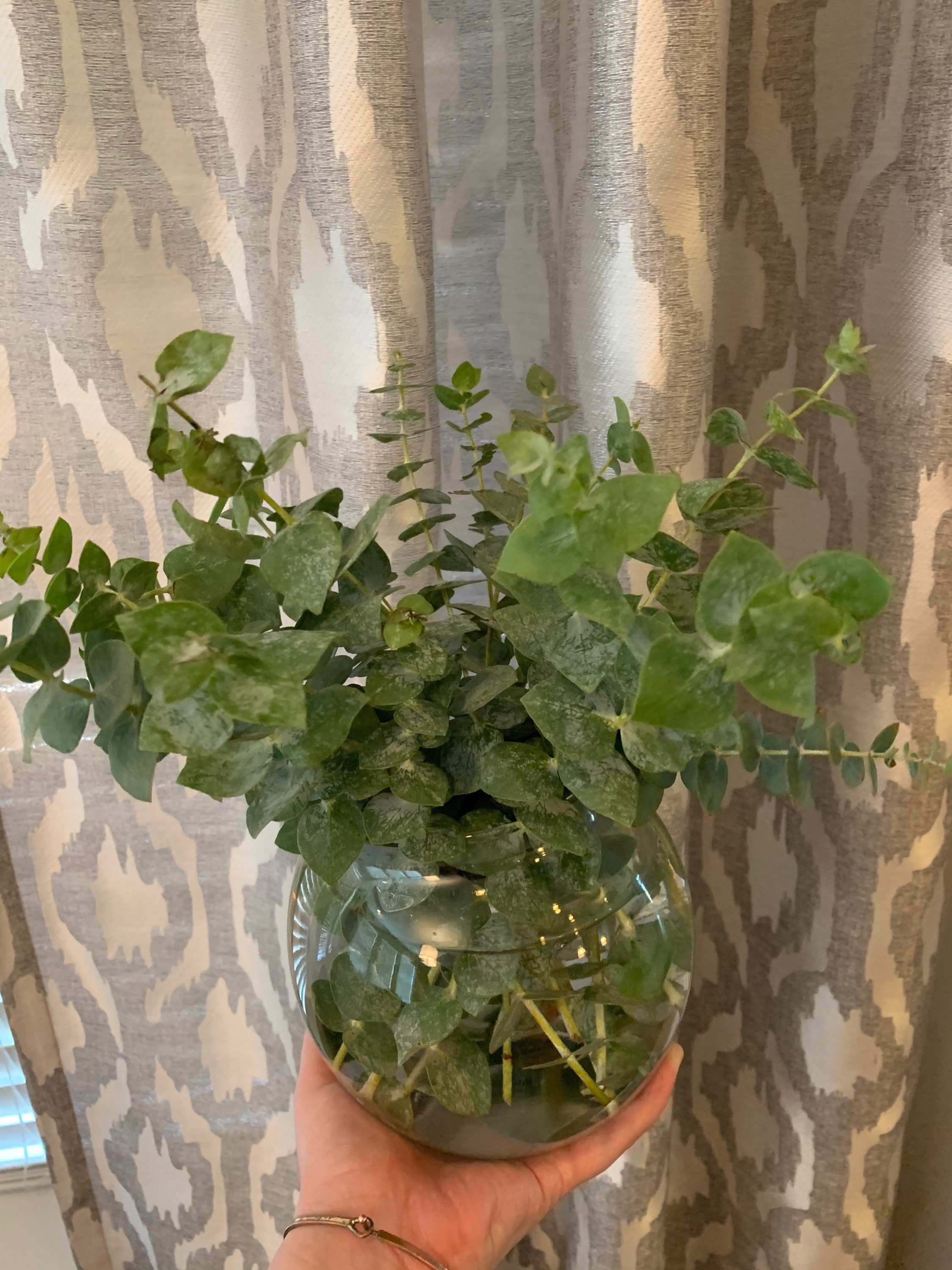 Fresh Eucalyptus Bouquet Petite 10 Stem Fresh Eucalyptus Etsy