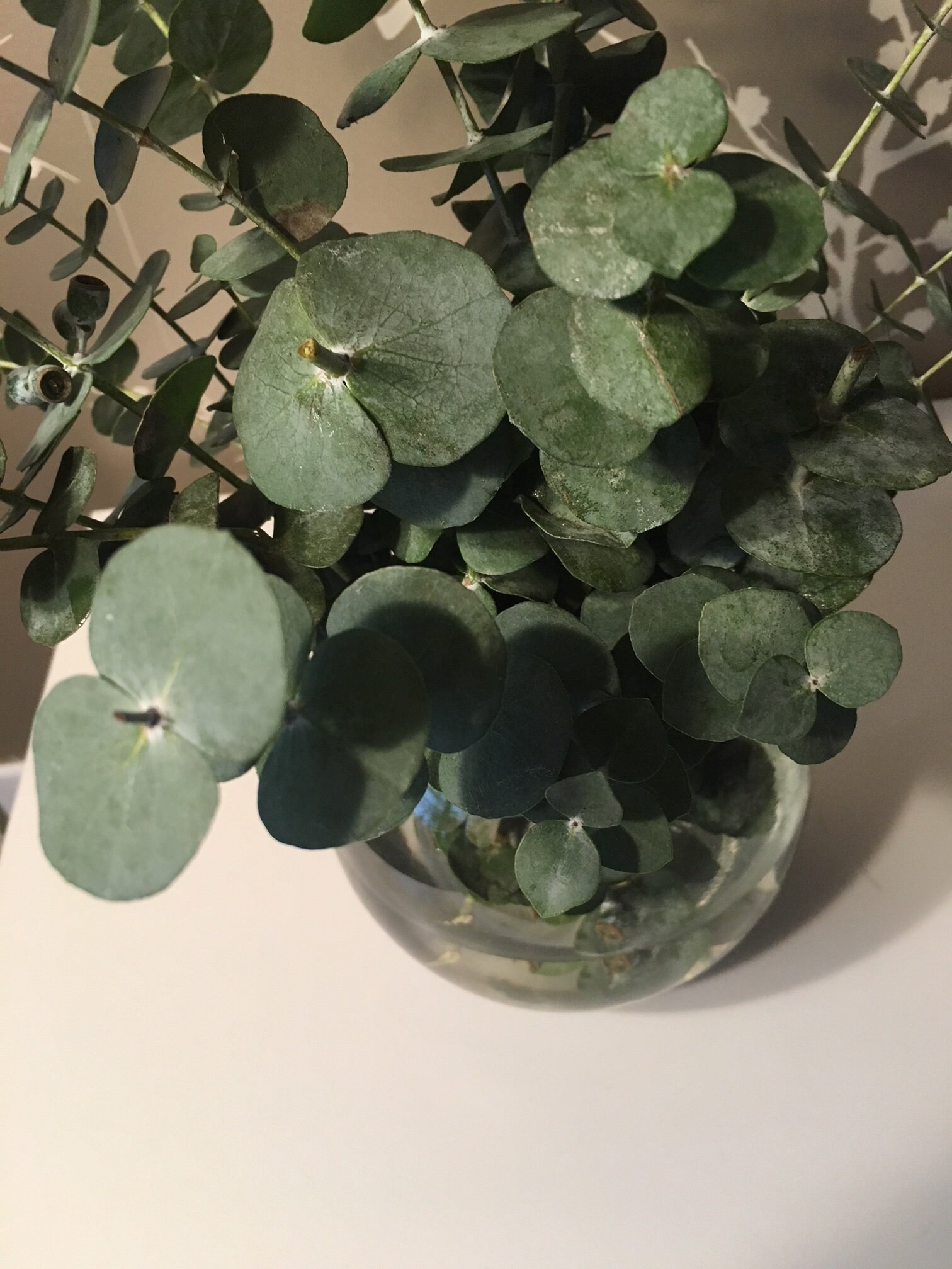 Fresh Eucalyptus Bouquet Petite 10 Stem Fresh Eucalyptus Etsy