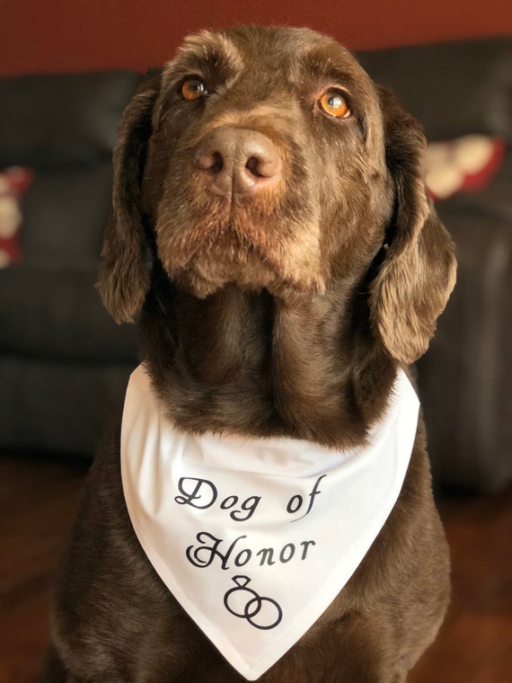 Dog of 2025 honour bandana