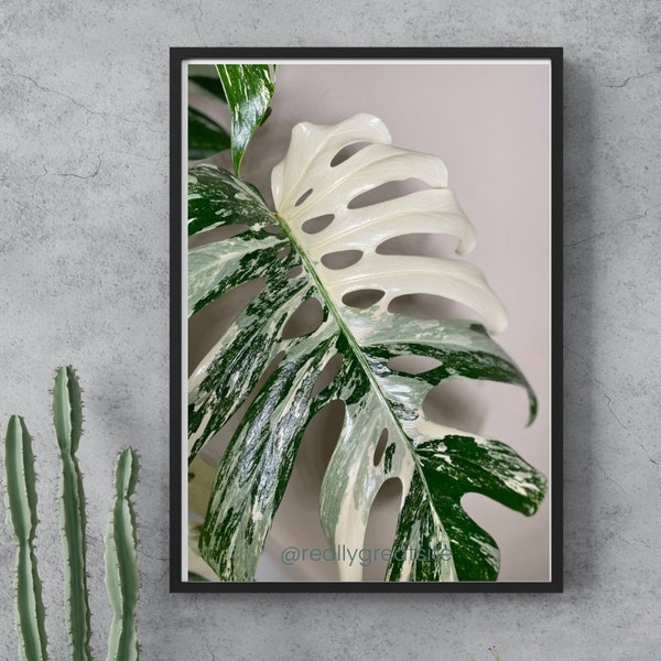 Spectacular Monstera Albo Digital Botanical Print | Plantlovers Wall art | Rare HousePlant Photo/ decor | Monstera photo print