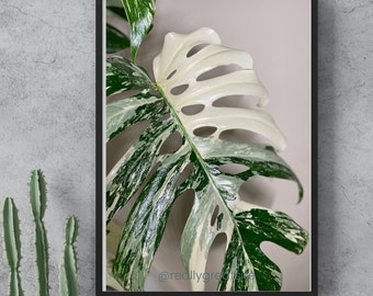 Spectacular Monstera Albo Digital Botanical Print | Plantlovers Wall art | Rare HousePlant Photo/ decor | Monstera photo print