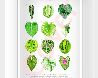 May include: A botanical illustration of 12 tropical plants, including Anthurium, Maranta, Monstera, Philodendron, Syngonium, and Calathea. Each plant is labeled with its name and number. The illustration is on a white background with a pink border.