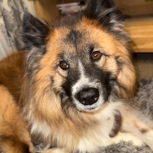 Dog Mom Gift – Custom Beaded Labradoodle Brooch