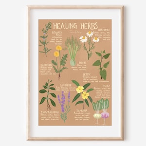 HEALING HERBS - fine art natural medicine tea illustration print