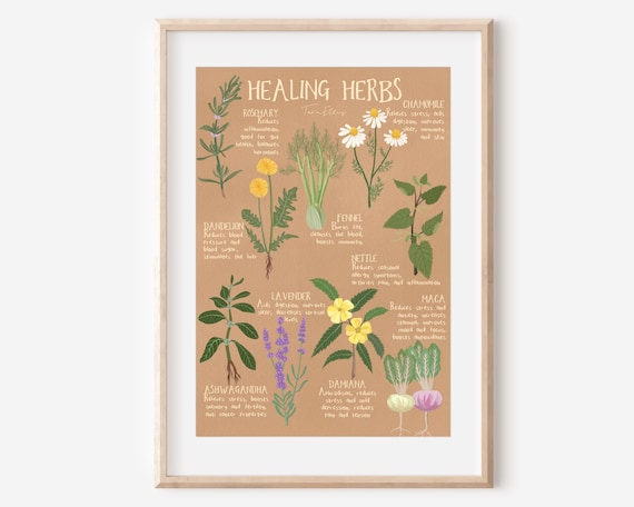 HEALING HERBS - Fine Art Print Kitchen Wall Decor Natural Medicine