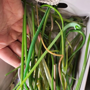 Puede incluir: Una colección de varillas de vidrio verde en un recipiente blanco. Las varillas son de diferentes longitudes y espesores, y algunas están curvadas.