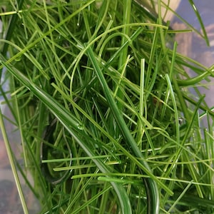 May include: A close-up of a pile of green plastic straws. The straws are tangled and overlapping, creating a textured and abstract image.