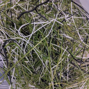 Vit Grön Svart Mix Vitrigrafsträngar Smält Glas 90COE 100gram Blomsterprojekt Abstrakta Glasprojekt