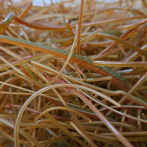Puede incluir: Primer plano de un montón de hebras finas, curvas y rectas. Las hebras son principalmente de tonos marrones, con toques de verde y rojo. La textura parece suave y ligeramente reflectante, sugiriendo un material natural.