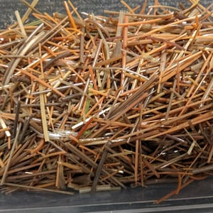 May include: A close-up of a pile of thin, brown, and orange pine needles in a clear plastic container.