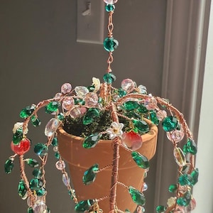 Pfirsichblüte Sukkulenten