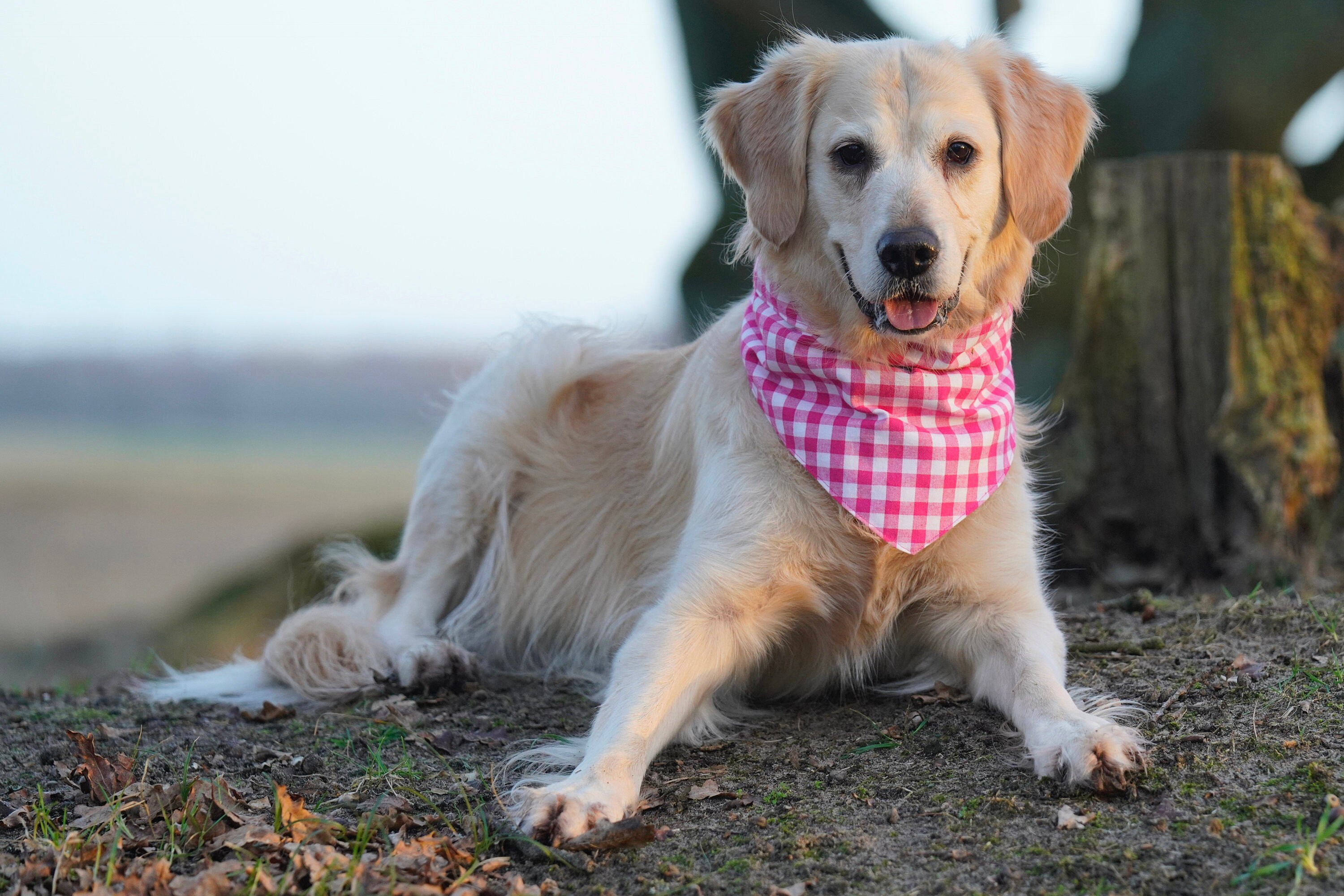 Étui de Chien Rose Vichycaro