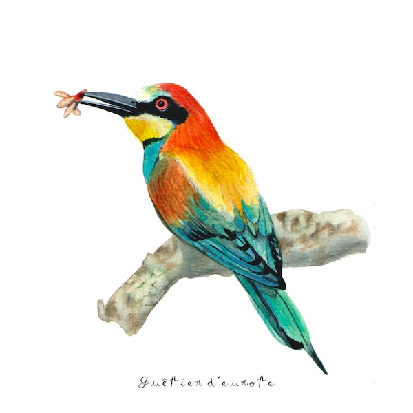 Reproduction of original watercolor - European bee-eater - Format 10x10cm