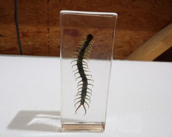 Featured image of post The Best 18 Ear Chinese Red Headed Centipede