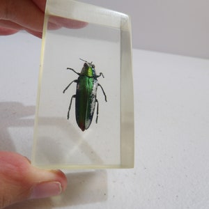 Jewel Beetle In Resin - (#B3) - Jewel Beetle In Lucite - Real Jewel Beetle Specimen - Insect Specimen - Collectable Insect