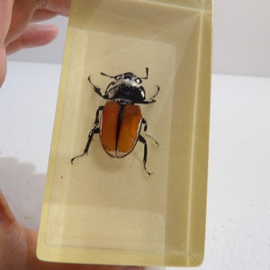 Vintage Beetle In Resin - 1950s - Beetle Specimen In Resin - Beetle In Lucite - Bugs In Resin/Lucite