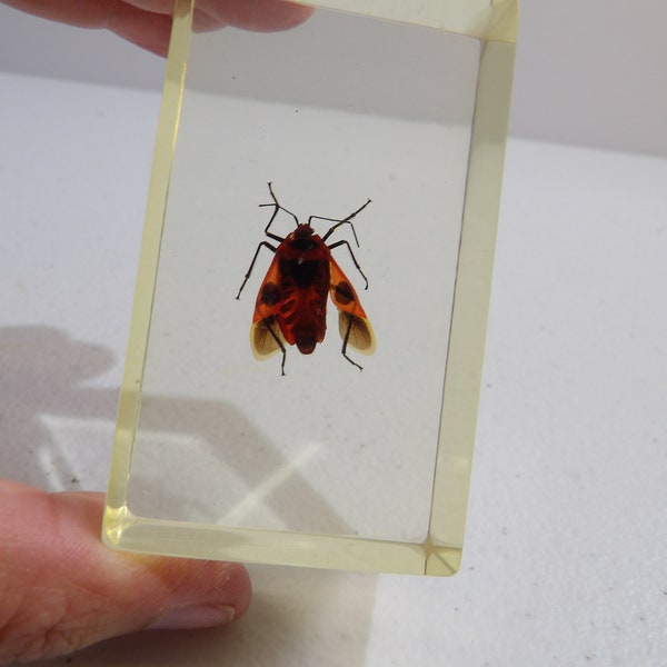 Insects in Lucite - Etsy