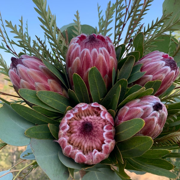 FRESH PICKED Protea Bouquet