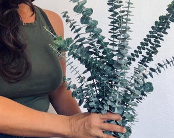 Eucalyptus Bundle | NATURAL AROMATHERAPY