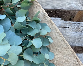 FRESH PICKED Eucalyptus Bundle