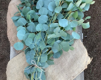 Fresh Silver Dollar Eucalyptus