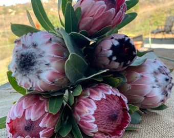 ASSORTED FRESH PROTEA Flower